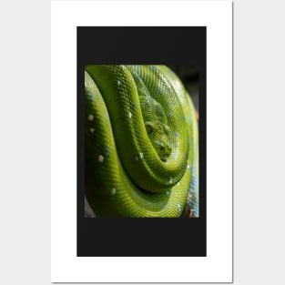 Green Tree Python, Australian Reptile Posters and Art